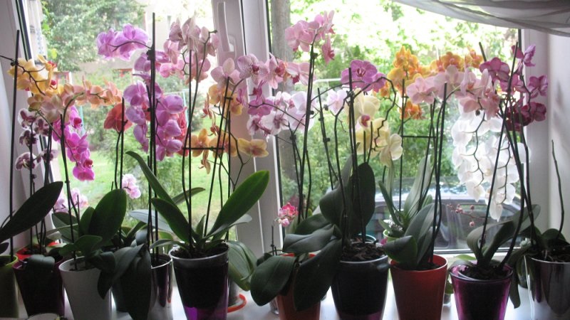 вредители по орхидеите