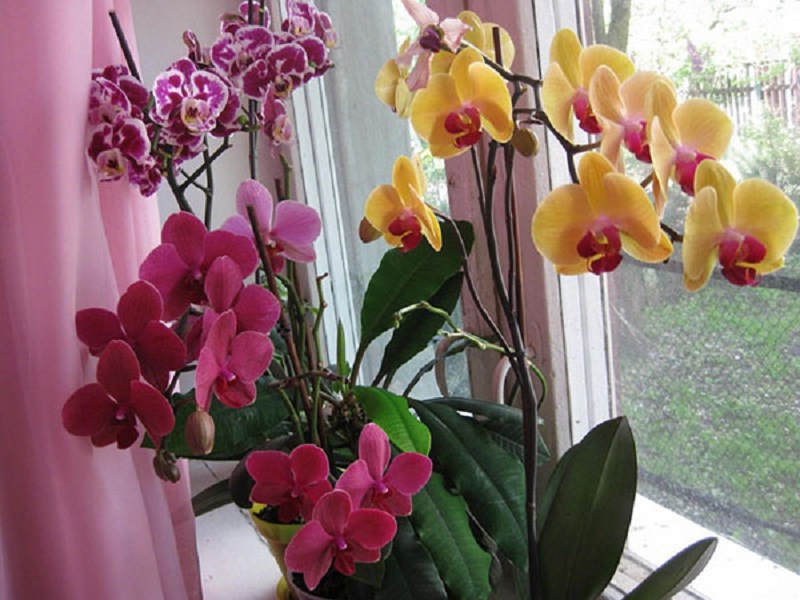 грижи за орхидеята у дома през зимата