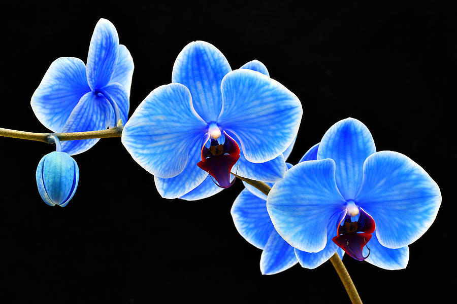 Orchid blues