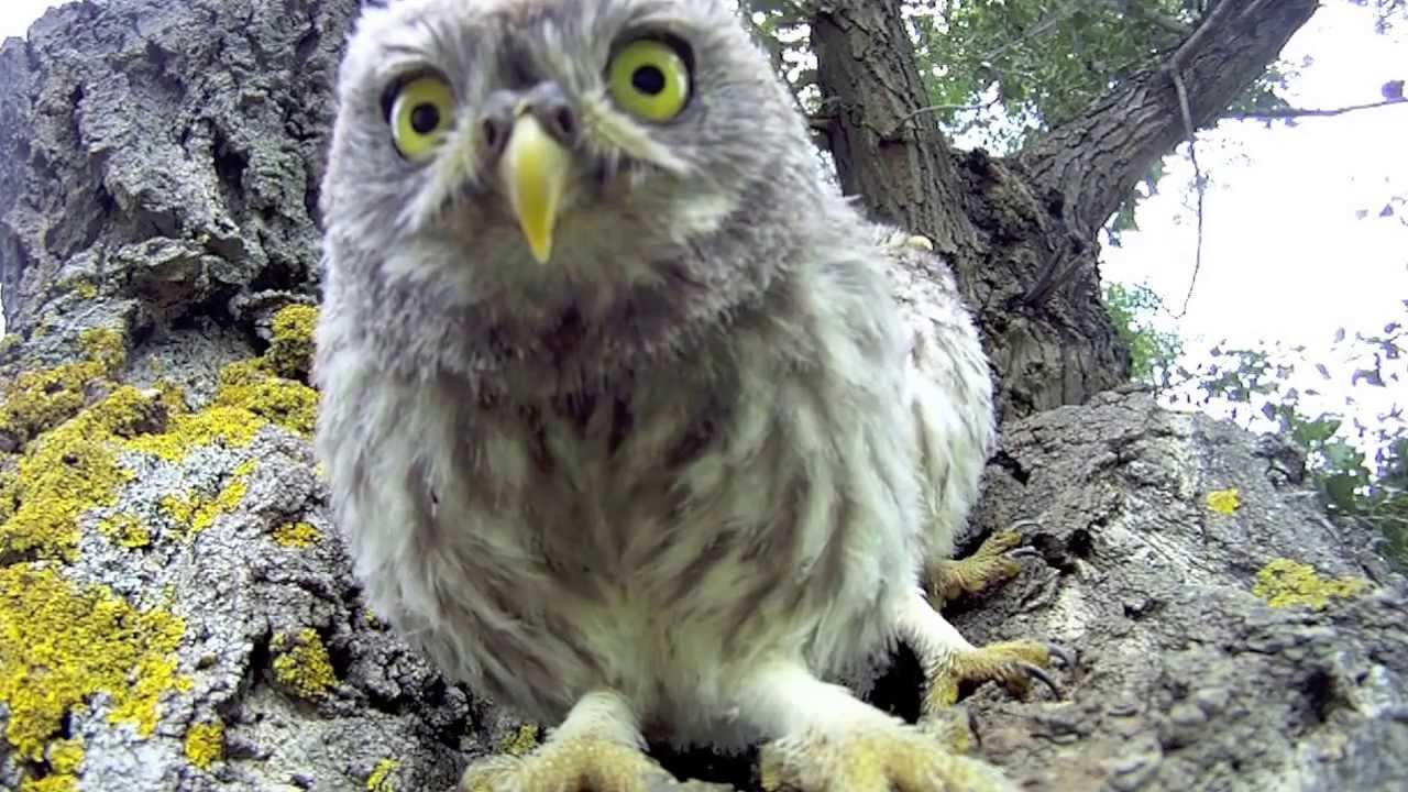 Wide eyed. Страна сов. Owl Attack. Смешной Филин видео. Как выглядит Страна Совы от молнии.