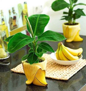 Банан - как да отглеждаме това тропическо растение у дома!