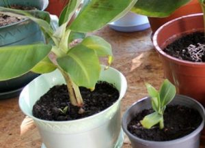 Банан - как да отглеждаме това тропическо растение у дома!