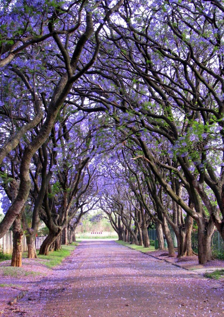 Джакаранда, Южна Африка