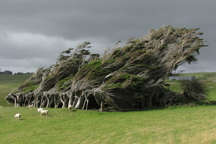 Дървета, усукани от силни ветрове, Нова Зеландия