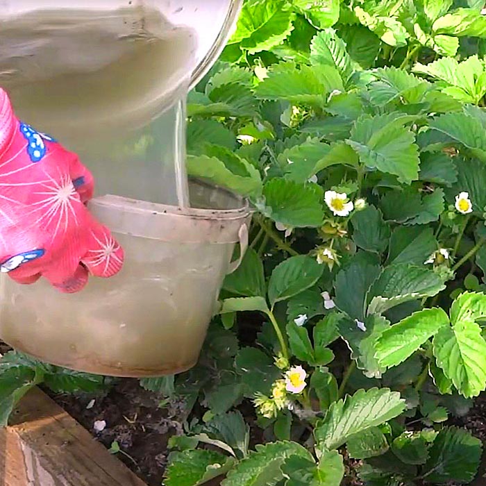 ягоди поливане