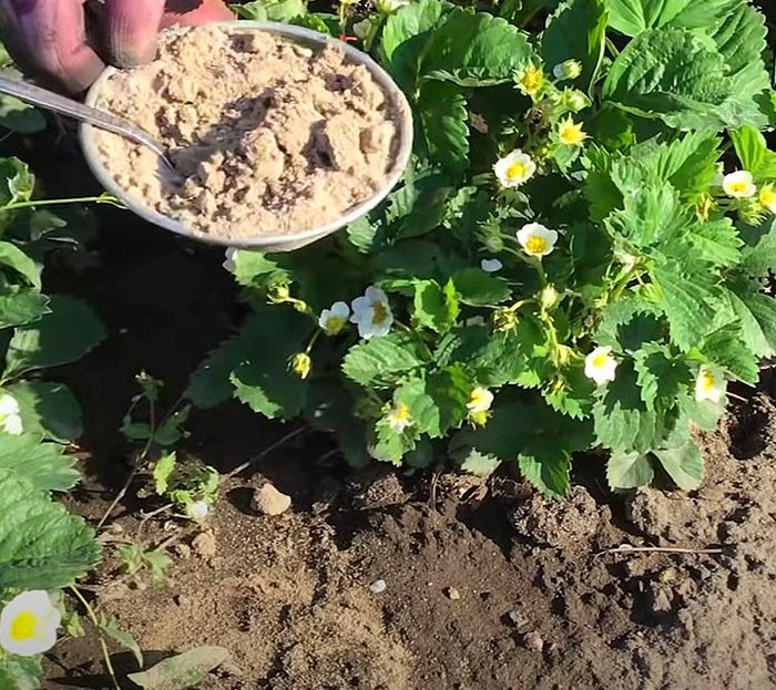 дървесна пепел за ягодите