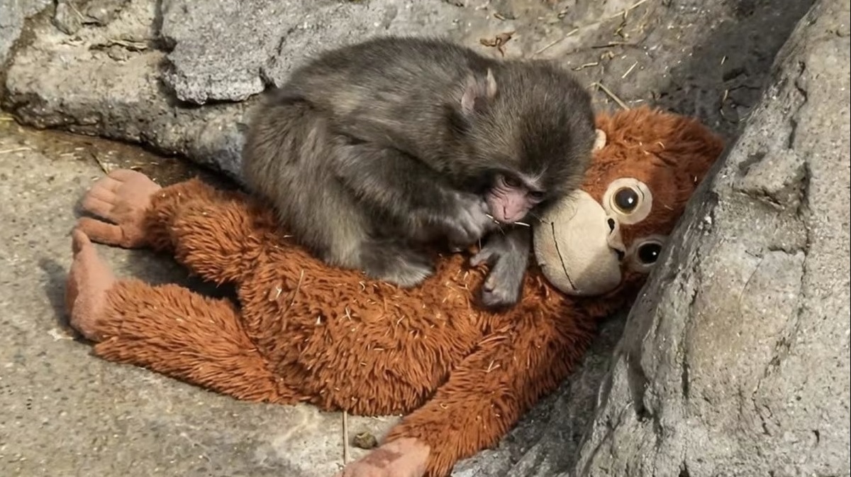 Пънч и играчката му