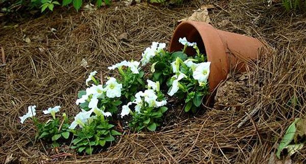 Саксии, които ще разливат ароматни цветя в градината ви