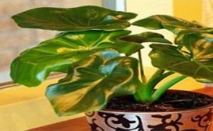 Стайните растения, които пречистват най-добре въздуха у дома