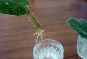 Теменужки - как правилно да се вкореняват листата им