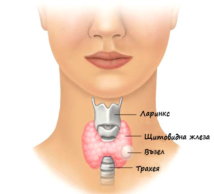 щитовидна жлеза устройство