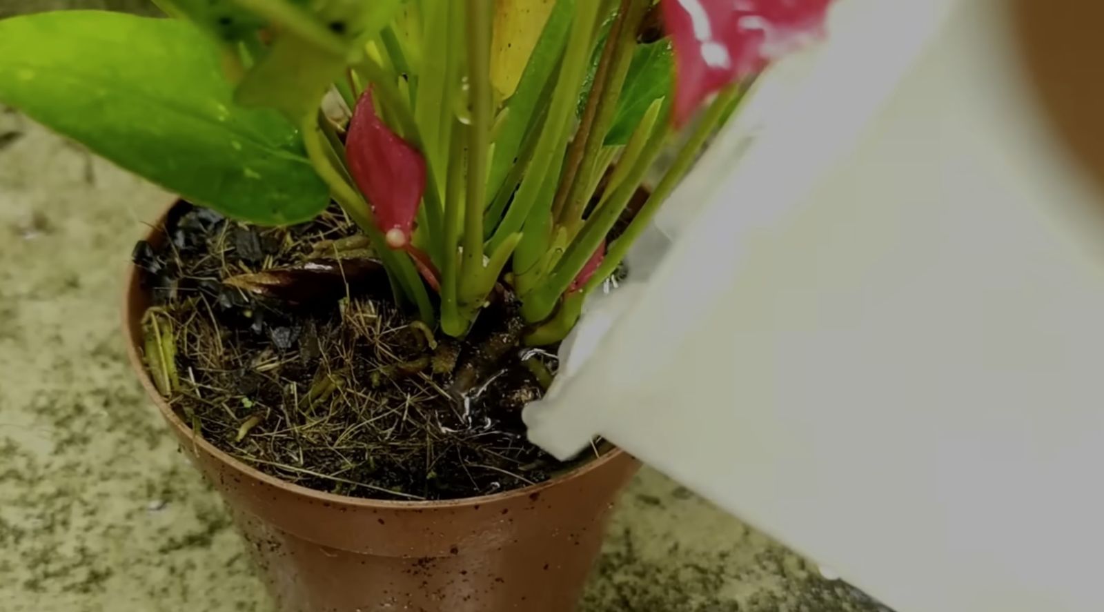 поливане с аспирин