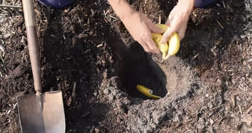 банан в градината