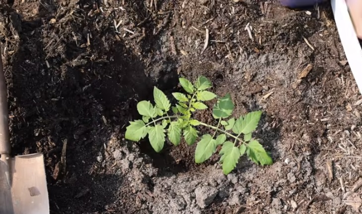 домат в лехата