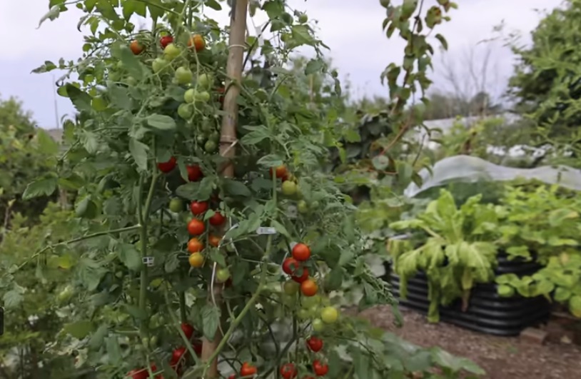 реколта домати