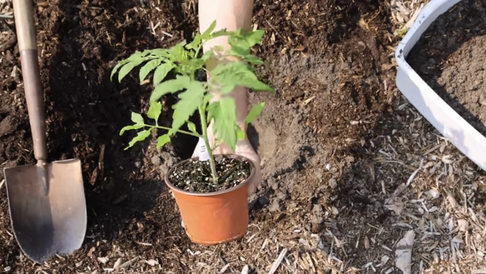 домат в саксия