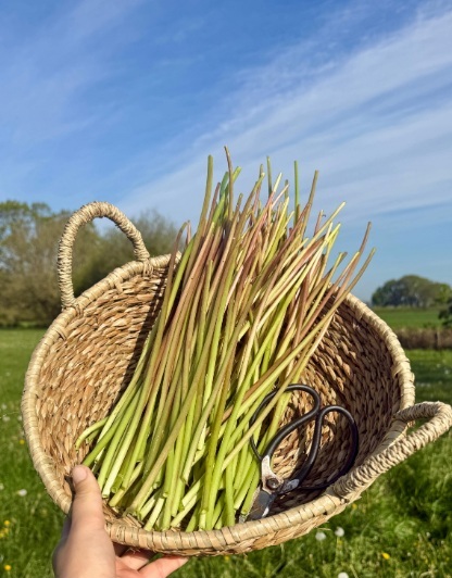 стъбла от глухарче