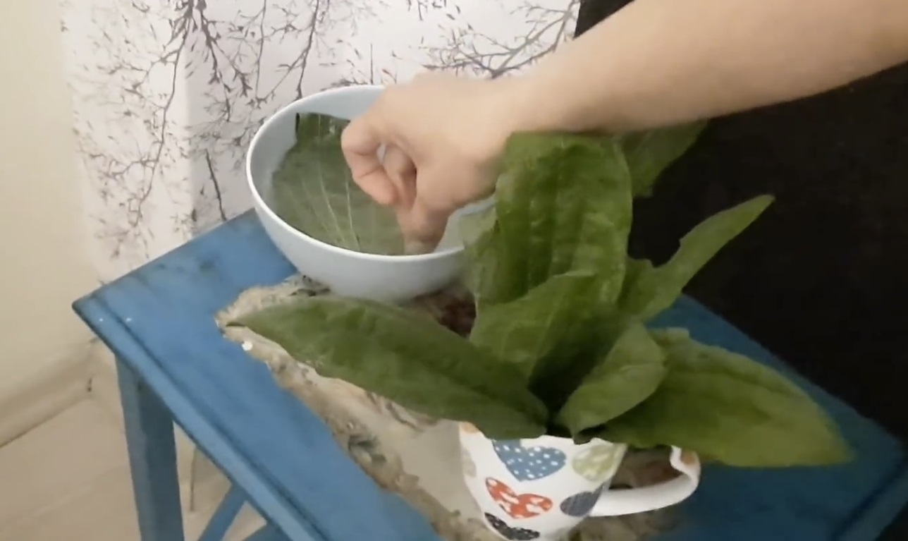 живовляк във вода