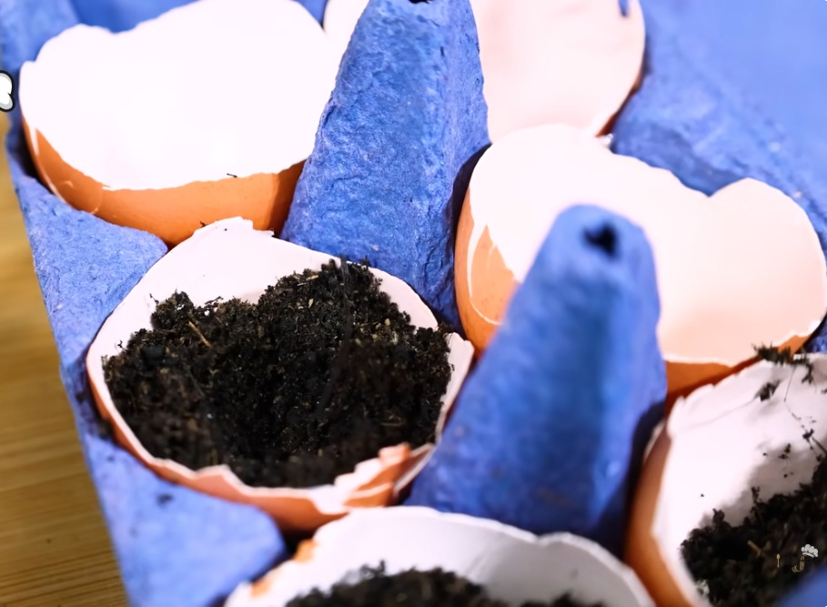 почва в черупките