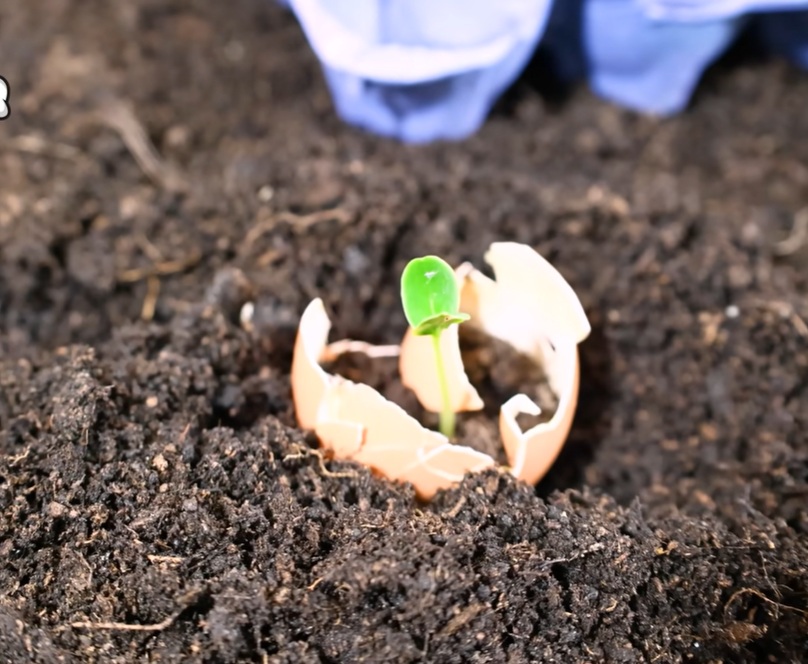 засаждане краставици