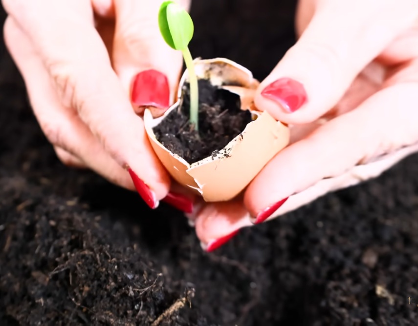 разсад в черупка