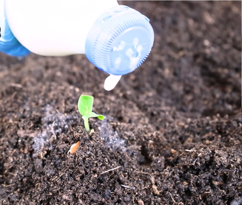 торене краставици