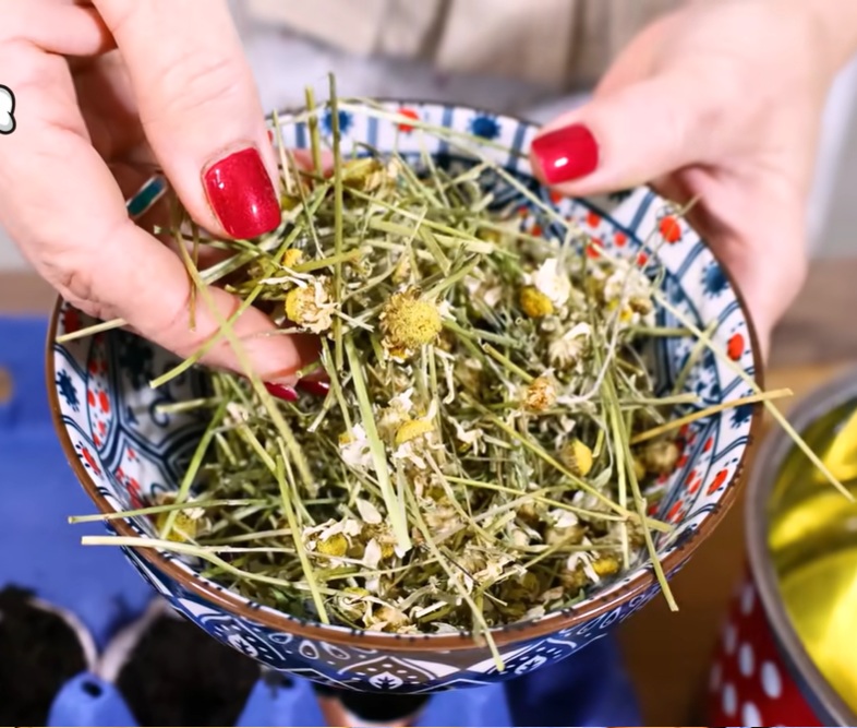 сушена лайка