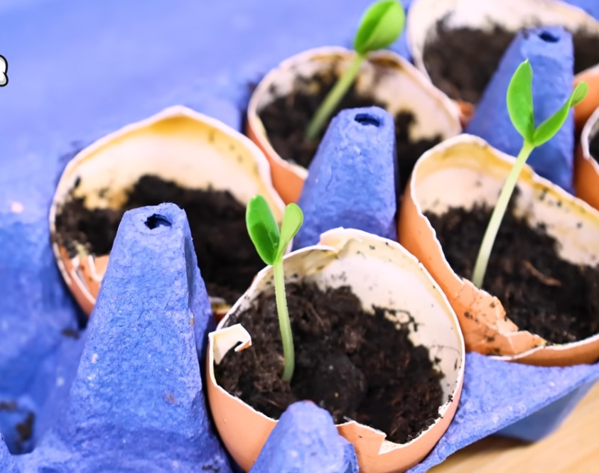 покълнали семена