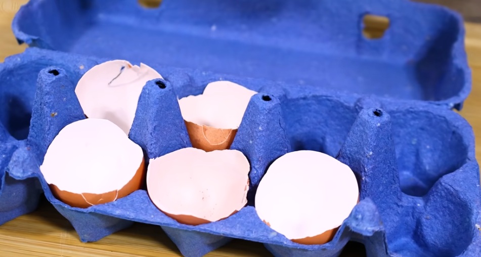 черупки в кората