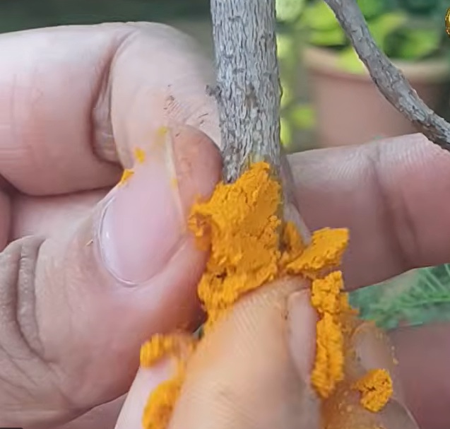 лечение клони куркума