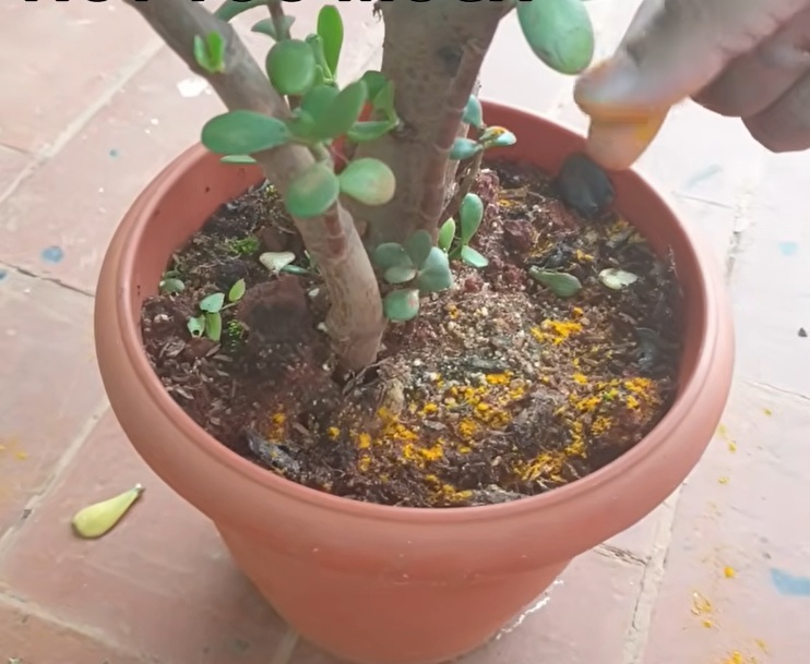 куркума в почвата