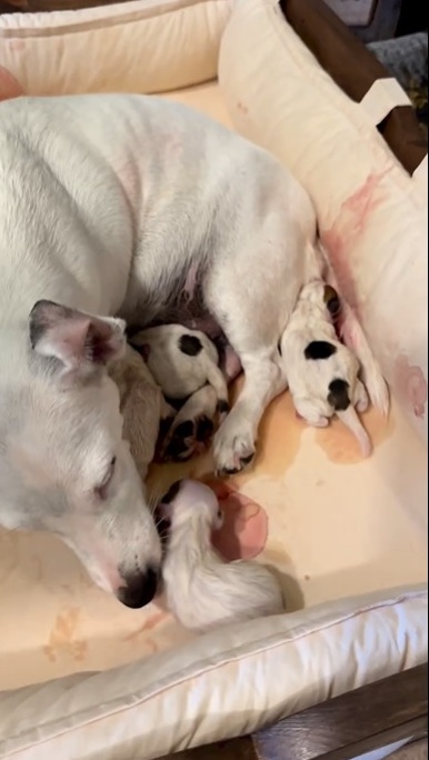 новородени кученца