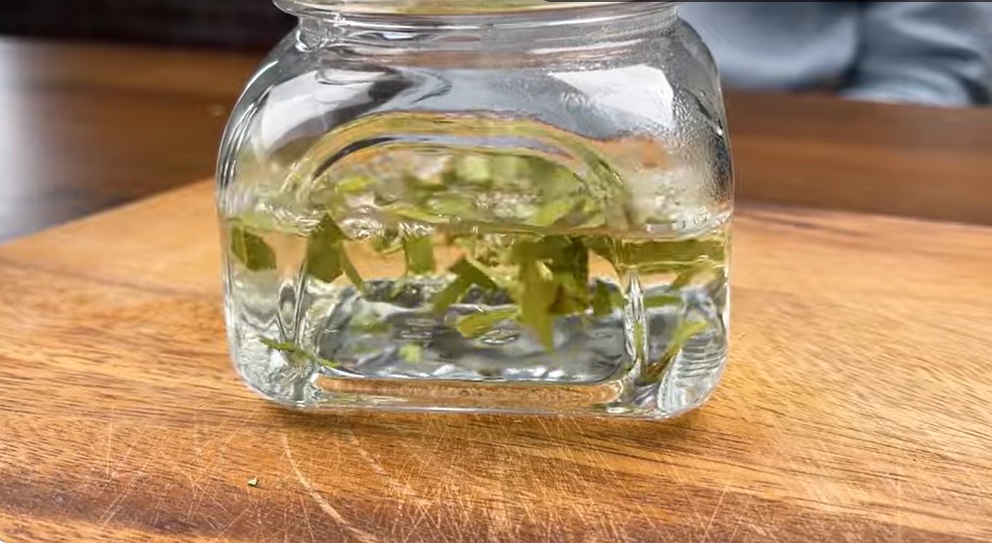 дафинов лист във вода