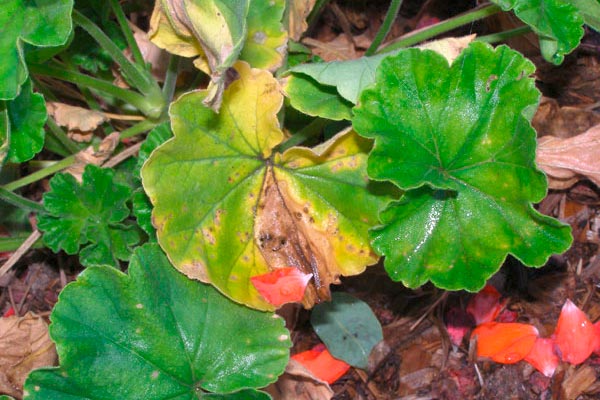 болно мушкато