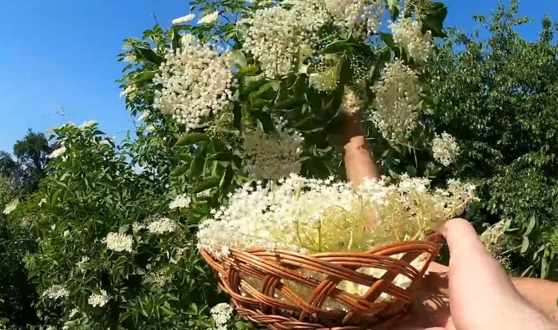 цветове от бъз