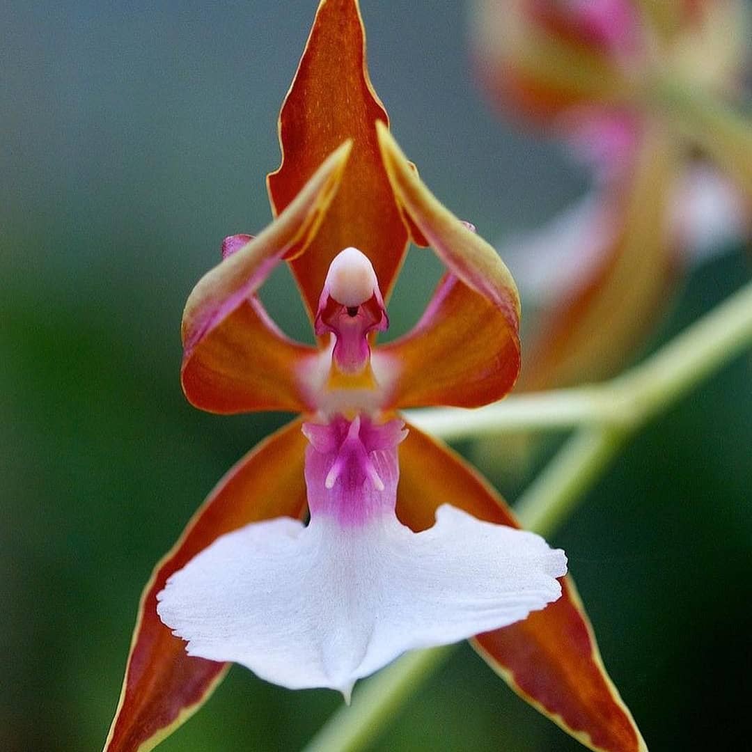 орхидея балерина