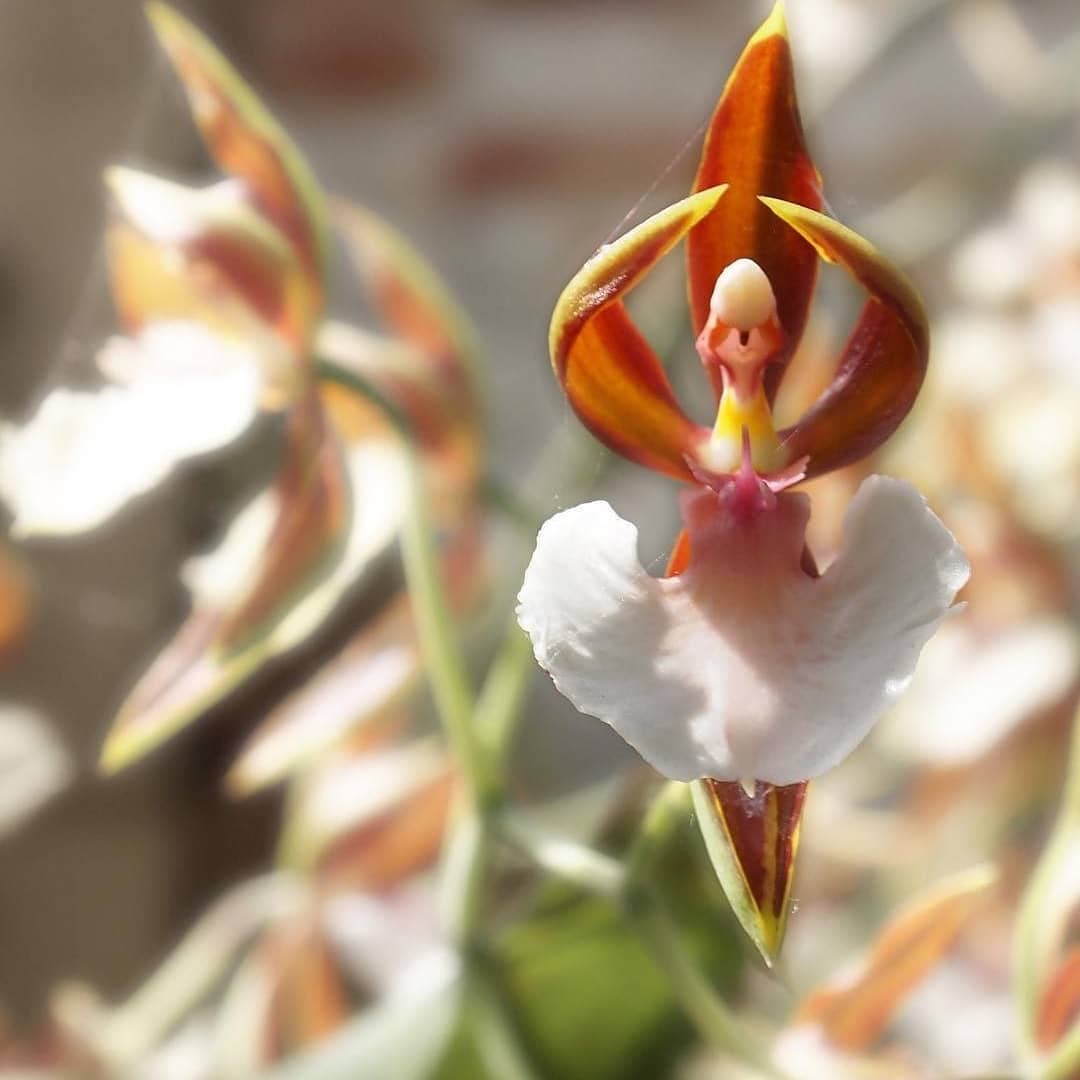 танцуваща орхидея