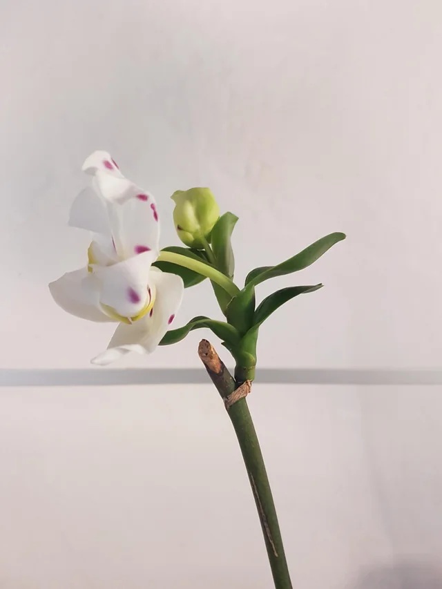 орхидея с кейки