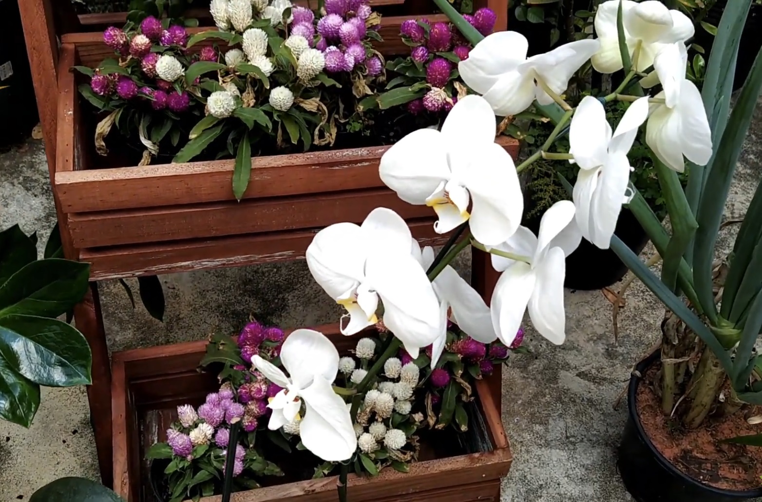 стайни растения