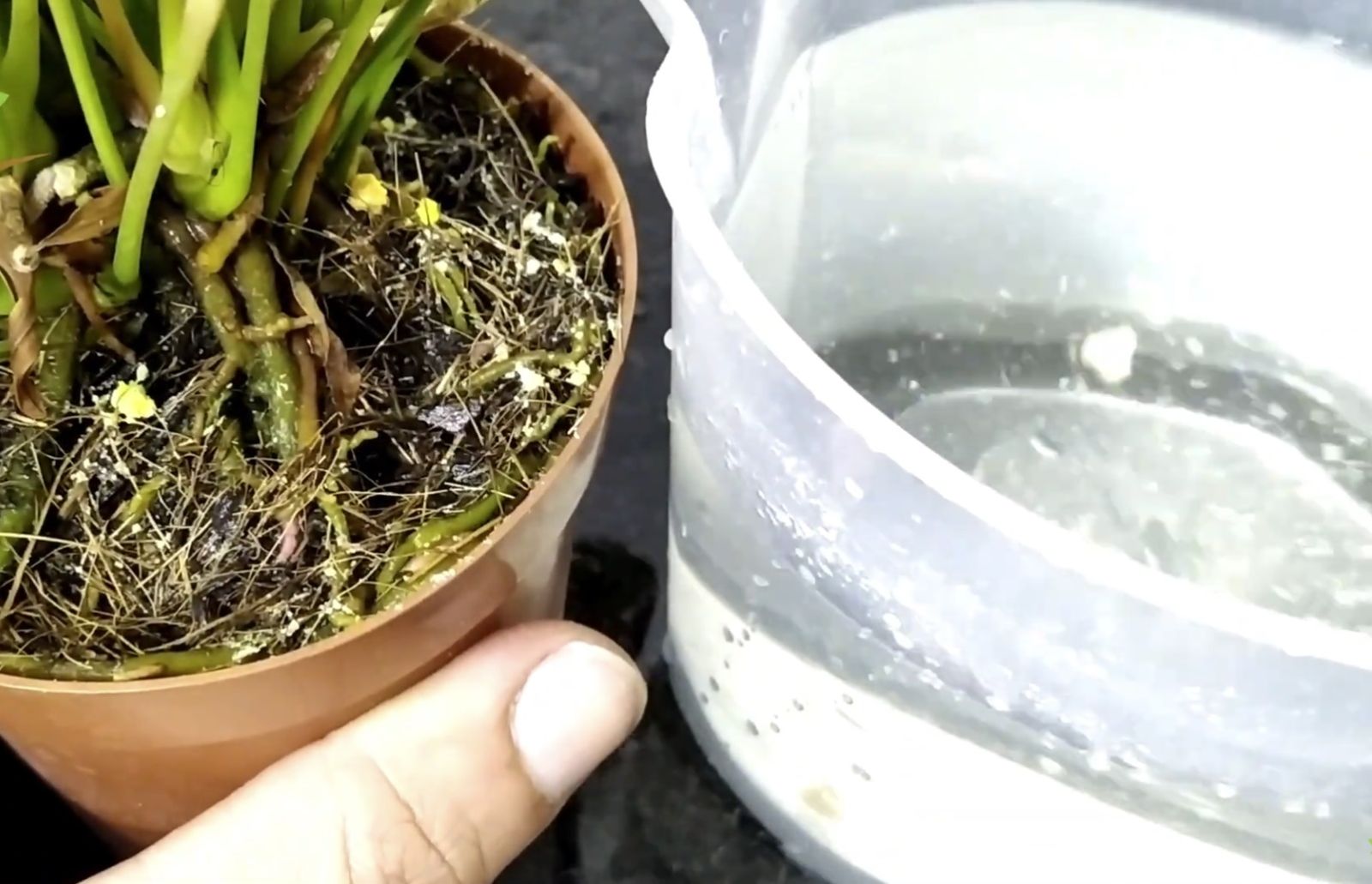 поливане антуриум