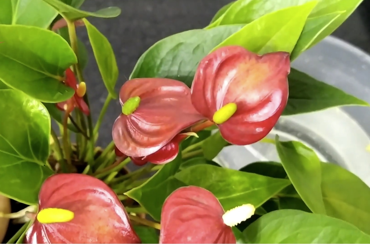 красив антуриум