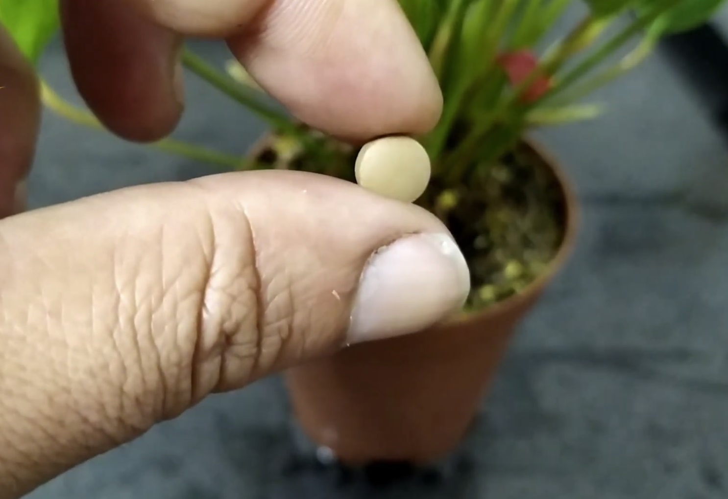 таблетка витамин