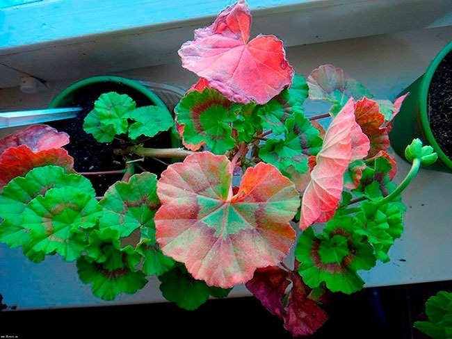 мушкато листа