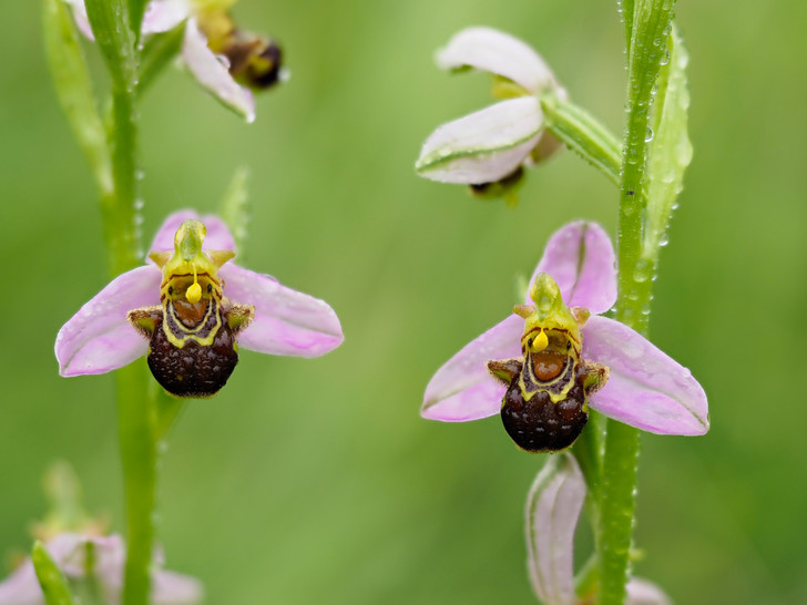 пчелна орхидея