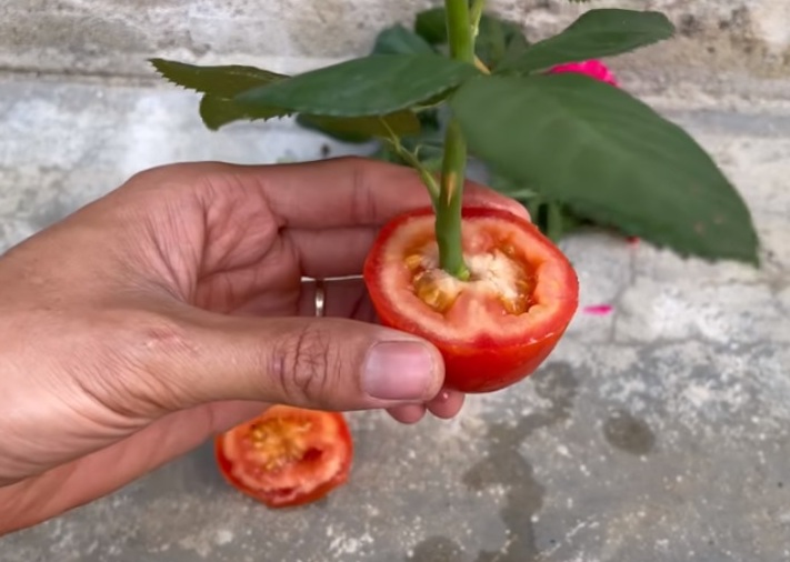 половинка домат