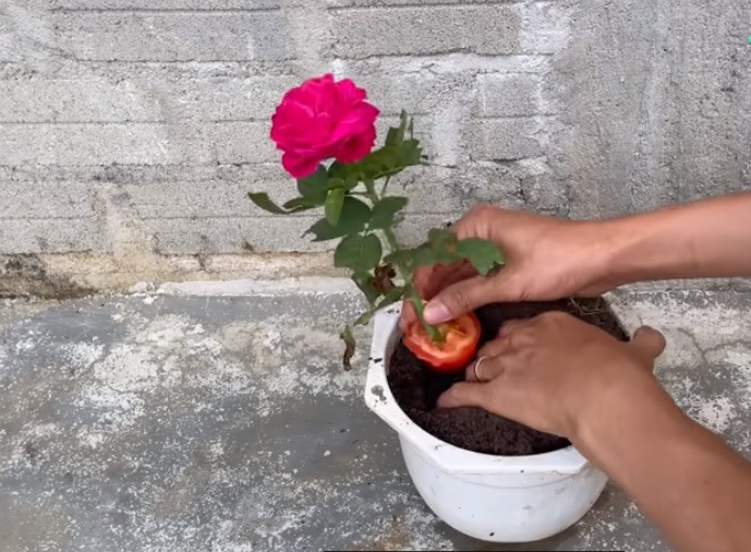 вкореняване рози в домат