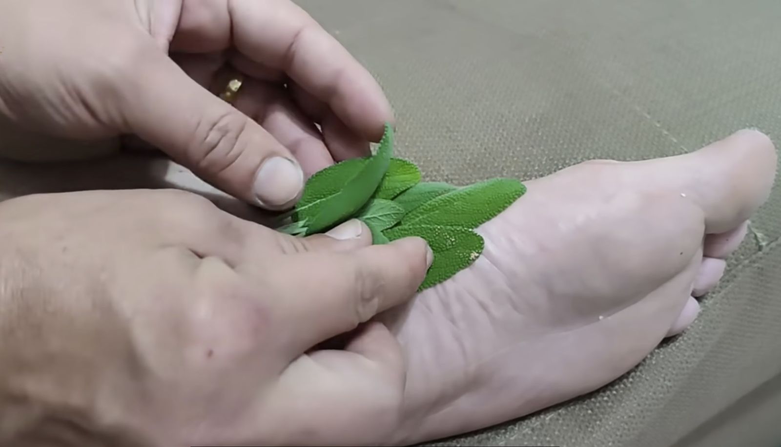 салвия на крака