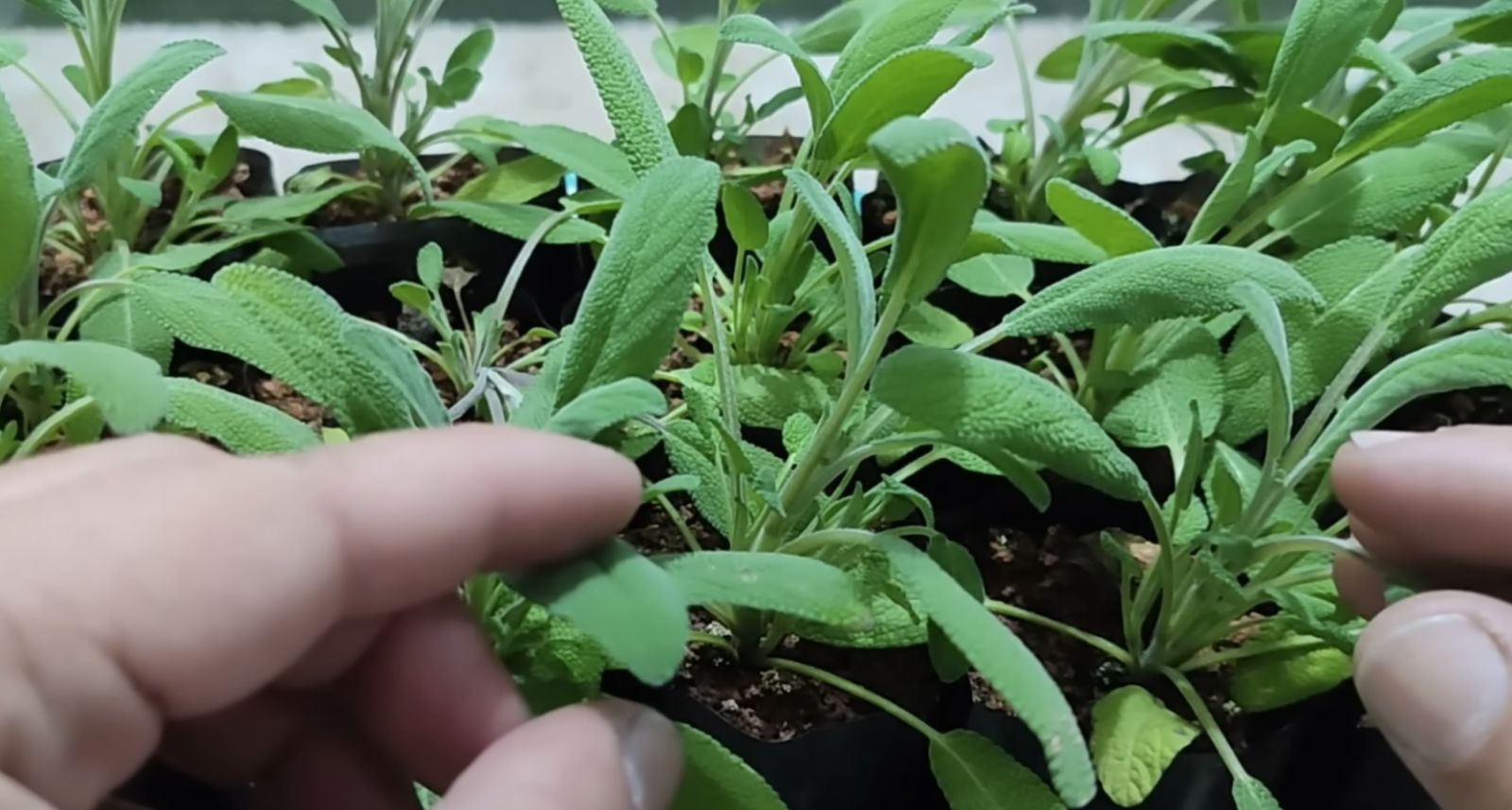 прясна салвия