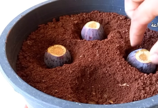 засаждане смокини