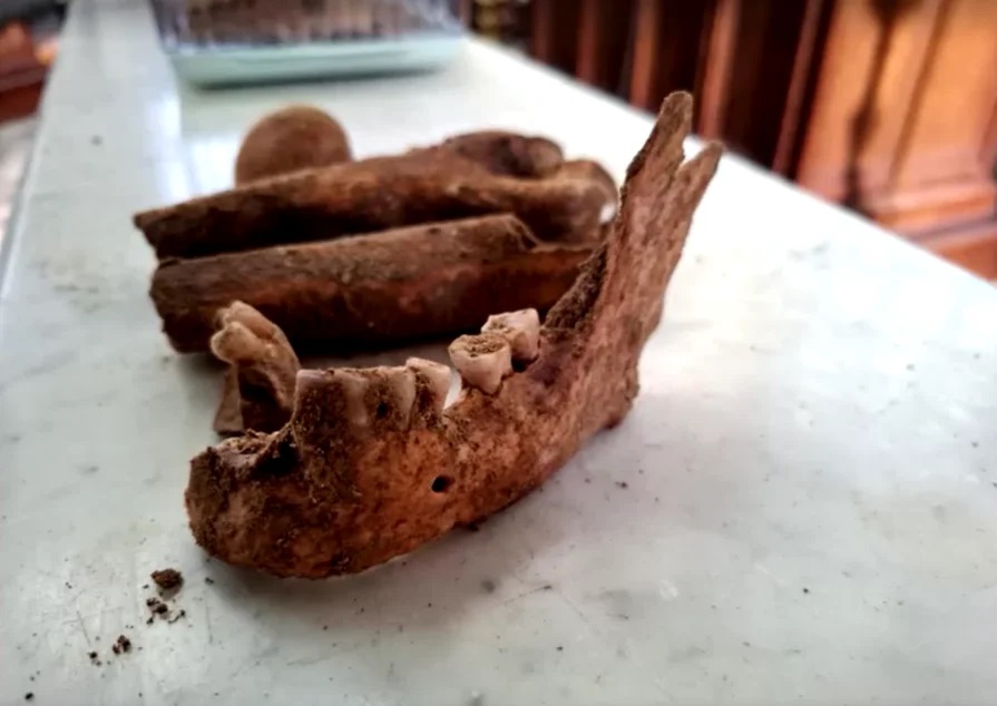 челюст скелет